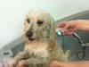 guia33-barcelona-peluqueria-canina-clinica-veterinaria-l-animalari-21460.jpg