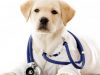 guia33-barcelona-veterinario-clinica-veterinaria-l-animalari-21454.jpg
