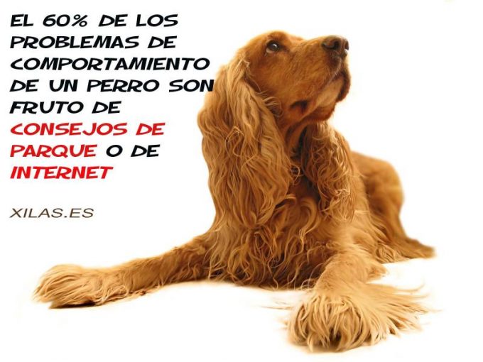 guia33-hospitalet-de-llobregat-adiestramiento-de-animales-sonia-xila-s-losada-educadora-canina-barcelona-22328.jpg