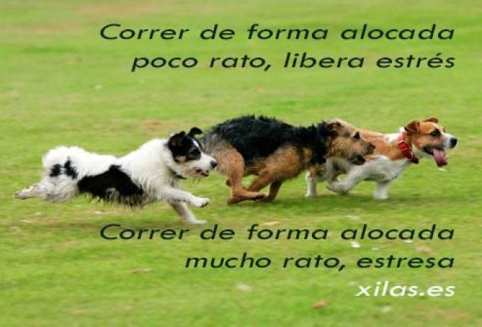 guia33-hospitalet-de-llobregat-adiestramiento-de-animales-sonia-xila-s-losada-educadora-canina-barcelona-22331.jpg