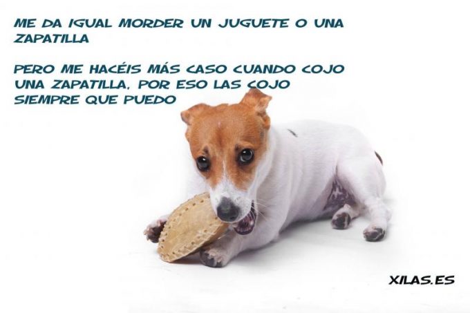 guia33-hospitalet-de-llobregat-animales-mascotas-peluqueria-canina-sonia-xila-s-losada-educadora-canina-barcelona-22329.jpg